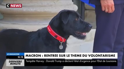 VIDEO GALA : Nemo le chien du président a fait ses premiers pas