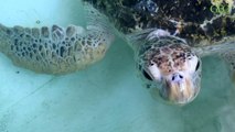 Au chevet des tortues marines de la Grande Barrière de corail [GEO]
