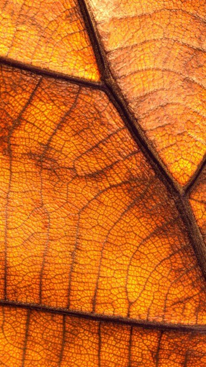 CAM - Que faire avec des feuilles d’automne ?