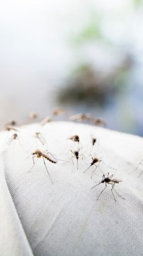 CAM - Comment éloigner les moustiques ?