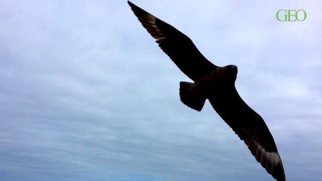 Les redoutables grands skuas de Fair Isle, aux Shetland (Ecosse) [MAKING-OF GEO]