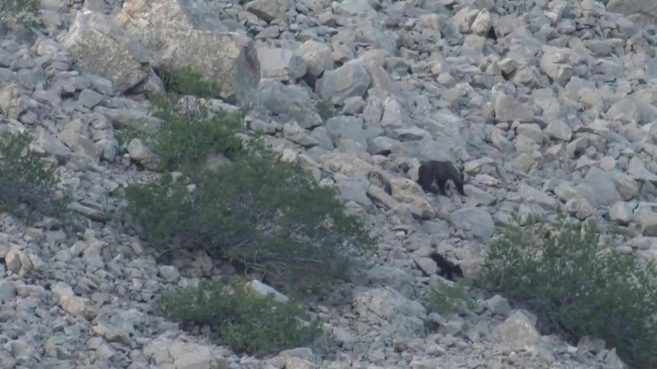 Heureux comme un ours dans les monts Cantabriques en Espagne