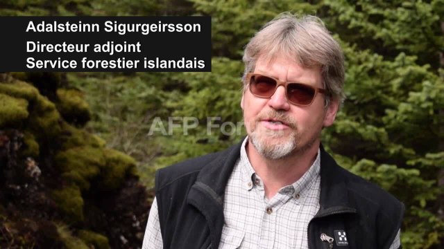 Les Vikings ont rasé les forêts, l'Islande reboise à tout-va