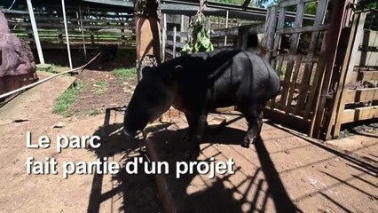 Au Honduras, un zoo de narco-trafiquants transformé en refuge de tapirs