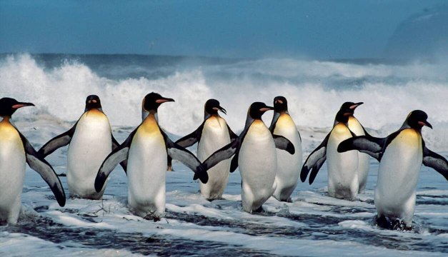 Quelle est la différence entre un manchot et un pingouin ?