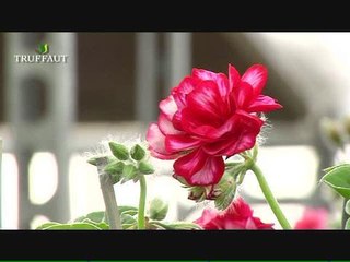 Comment bien choisir son géranium ?