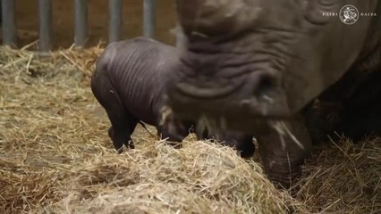 Belgique: naissance en captivité d'un rhinocéros blanc