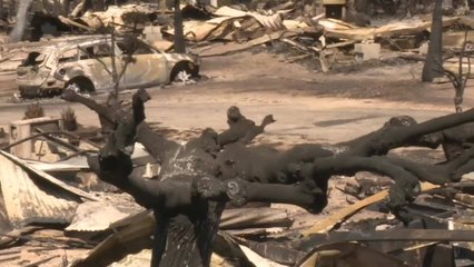 Incendie maîtrisé près de Marseille, scènes de désolation