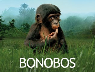 Bande annonce du film Bonobos