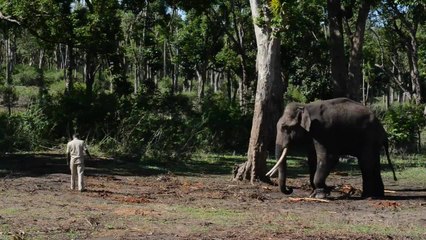 En Inde, sur la ligne de front entre hommes et éléphants