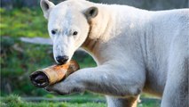 L'ourse polaire Nanuq quitte le zoo de Mulhouse