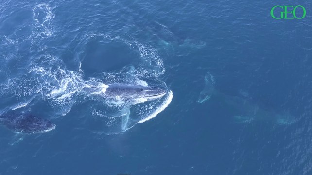 Australie : une touriste blessée après s'être retrouvée entre deux baleines à bosse