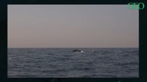 Afrique du Sud : les images saisissantes d'un grand requin blanc attaquant une baleine à bosse