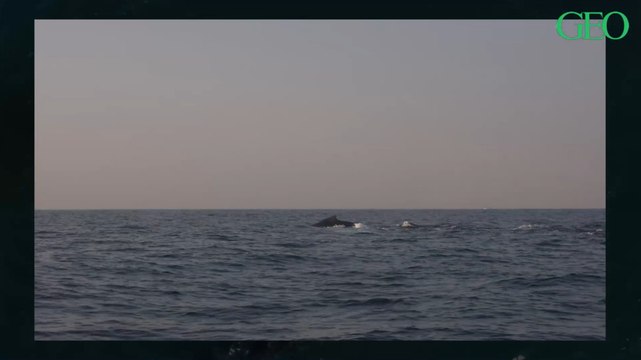 Afrique du Sud : les images saisissantes d'un grand requin blanc attaquant une baleine à bosse