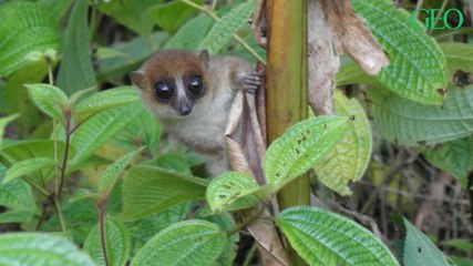 Madagascar : une nouvelle espèce de petit lémurien identifiée