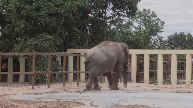Cambodge: l'éléphant le plus seul au monde renoue avec ses congénères