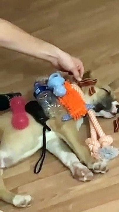 Sleeping Dog Doesn't Wake Easily