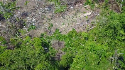 Un drone filme des images inédites d'un peuple isolé d'Amazonie
