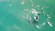 Environnement : en Australie, une baleine écarte des surfeurs pour protéger son bébé