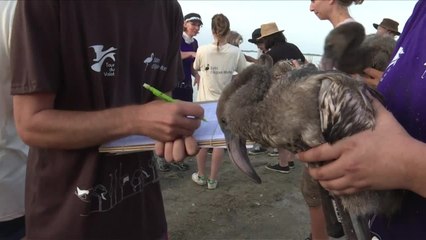 Suivre les flamants roses à la trace pour mieux les préserver