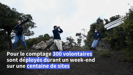 Colombie: recensement inédit du condor des Andes, menacé d'extinction