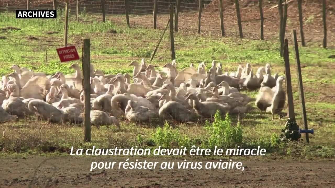 Grippe aviaire: "des centaines de milliers" de canards prochainement abattus