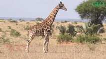 Deux girafes naines observées pour la première fois en Afrique