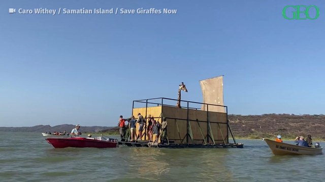 Kenya : l'évacuation des girafes piégées sur une île est terminée