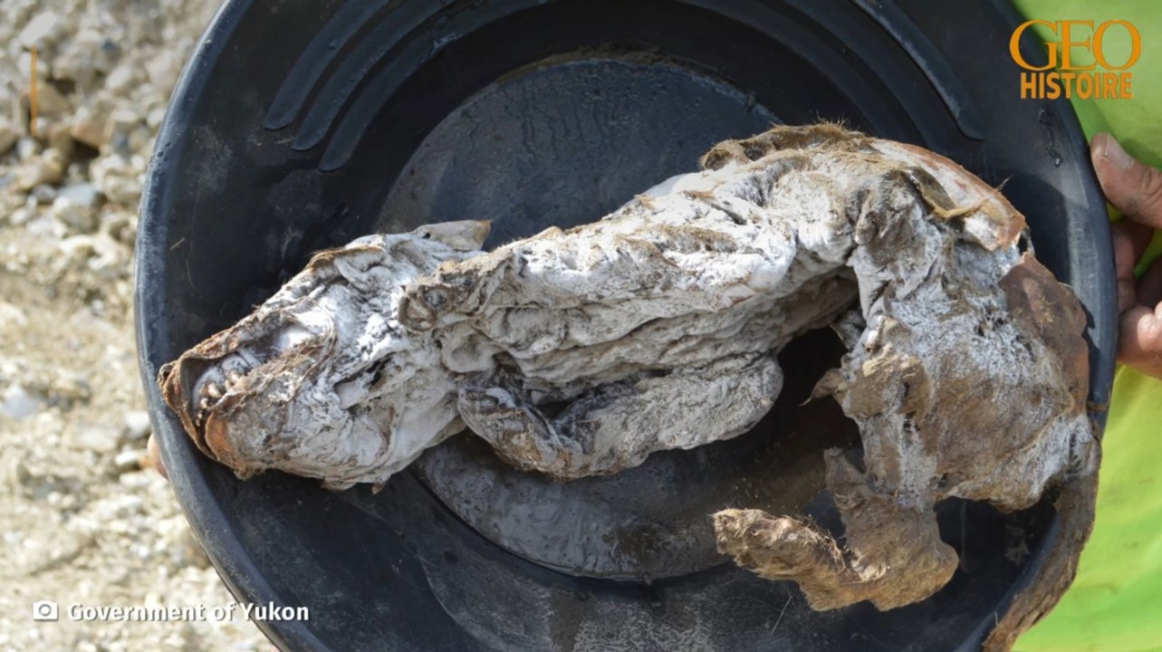 Au Canada, l'incroyable découverte d'un louveteau vieux de 57 000 ans