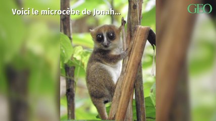 Environnement : une nouvelle espèce de petit lémurien identifiée à Madagascar