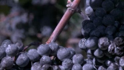 La "French touch" des vignerons français en Virginie