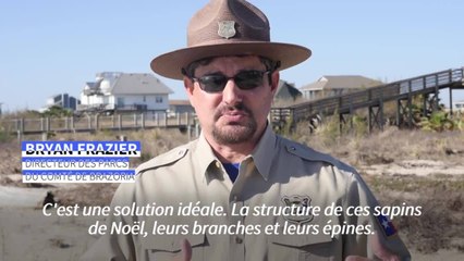 Au Texas, des sapins de Noël au secours des dunes rasées par les ouragans