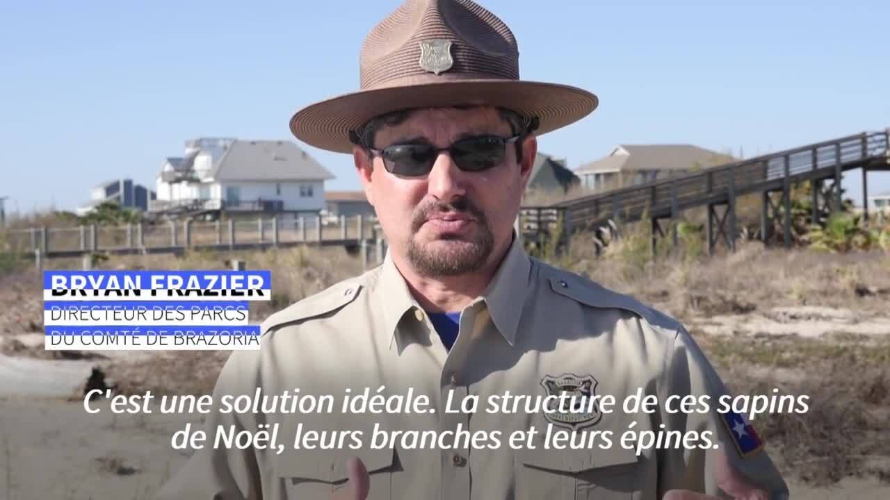 Au Texas, des sapins de Noël au secours des dunes rasées par les ouragans