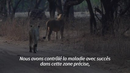 Inde: la maladie de Carré menace la dernière population de lions d'Asie