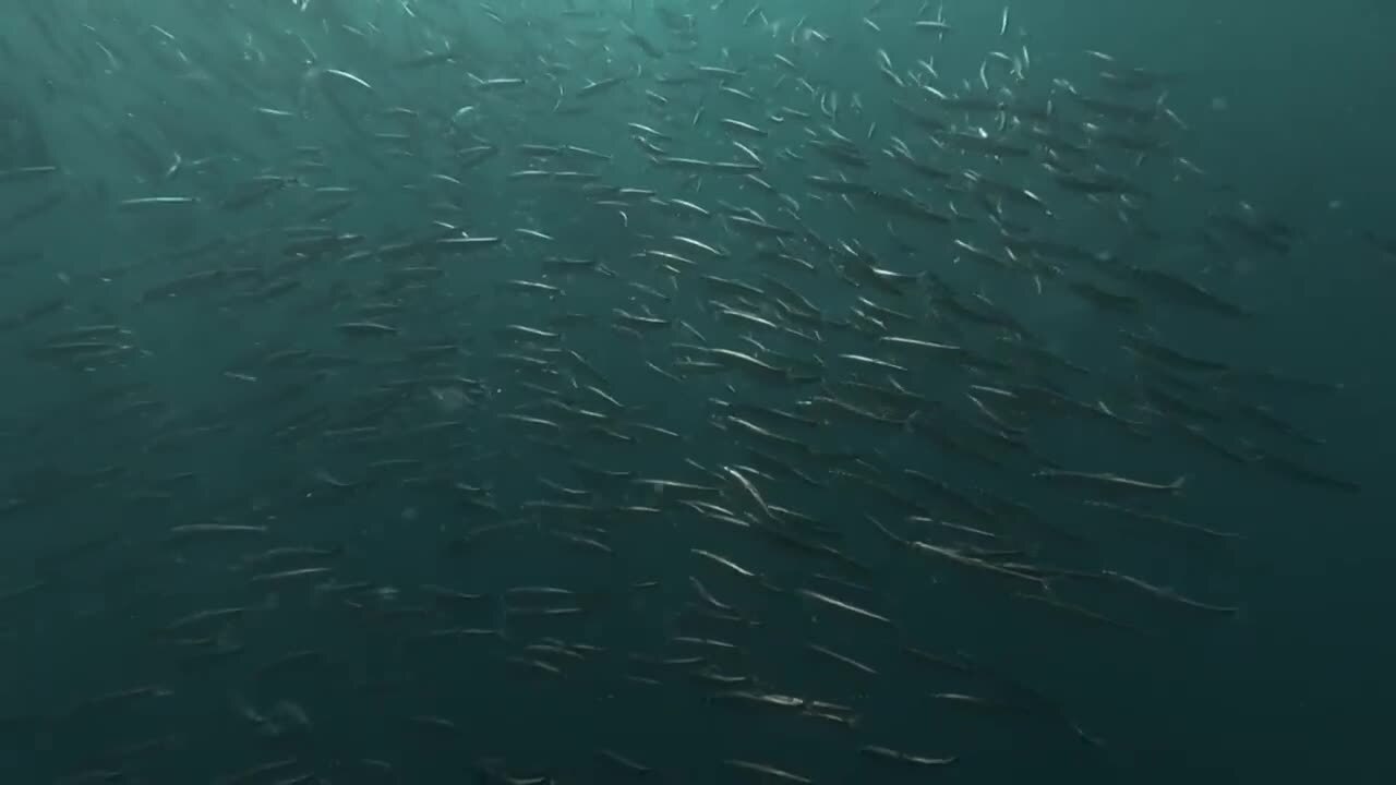 Fascinante course de sardines au large de l'océan Indien