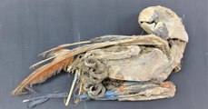 Chili : des perroquets momifiés livrent leurs secrets