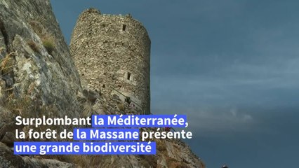 La hêtraie de la Massane, une forêt inexploitée par l'homme classée à l'Unesco
