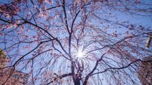 Au Japon, la floraison des cerisiers a démarré