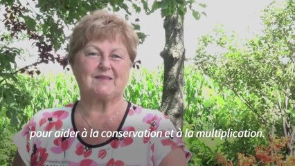 Dans les jardins canadiens, à la recherche des œufs de monarque