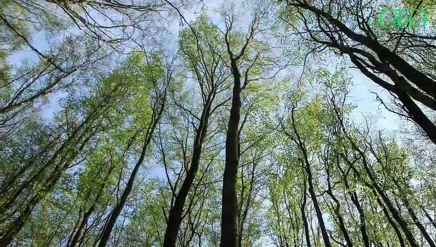 République tchèque : des sangliers surpris à secourir deux jeunes congénères piégés dans une cage