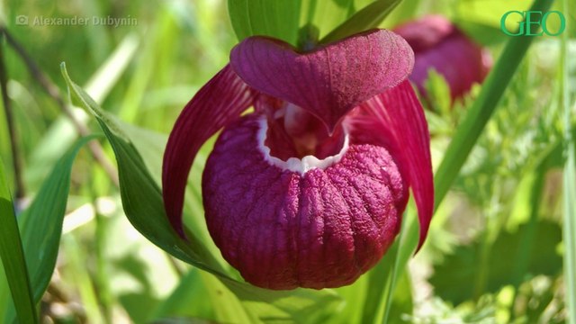 Sibérie : des chercheurs découvrent des milliers d'orchidées dans la région de Novosibirsk