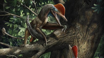 Un ptérosaure de 160 millions d'années livre le plus ancien exemple de pouce opposable