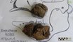 Guyane : découverte des restes d'un paresseux géant vieux de 12 000 ans