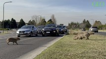 Argentine : des centaines de capybaras ont envahi un quartier construit sur leur habitat