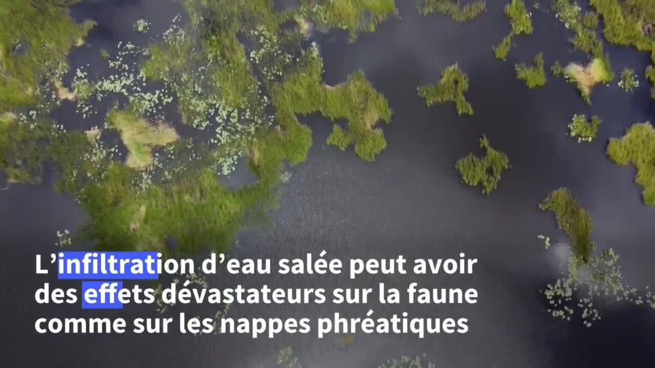 Le marécage des Everglades, un joyau de Floride menacé par le changement climatique