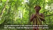 La forêt amazonienne, source de vie des indiens Waiapi