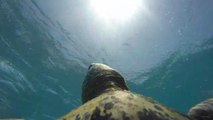 La Grande barrière de corail vue depuis le dos d'une tortue