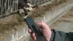 Elevage: des SMS pour surveiller les vaches