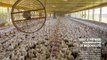La plus grande usine à poulets du monde (Capital)