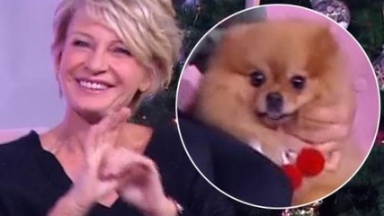 VOICI - Sophie Davant se fait mordre par un chien en direct à la télé